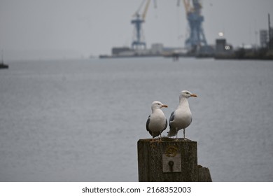 Seagulls, City Quays, Belfast, Northern Ireland