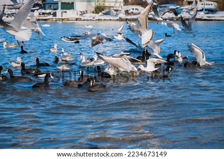 Seagulls ducks sea beach. A flutter of wings, a large group of birds flew to winter in warm seas. The moment of movement takeoff. Different marine fauna feeds in shallow water. Black gray white birds