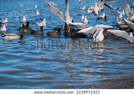 Seagulls ducks sea beach. A flutter of wings, a large group of birds flew to winter in warm seas. The moment of movement takeoff. Different marine fauna feeds in shallow water. Black gray white birds