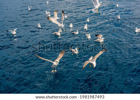 Similar – Image, Stock Photo formation seagulls Ocean