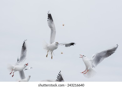 Seagulls Fighting For The Food At City Background