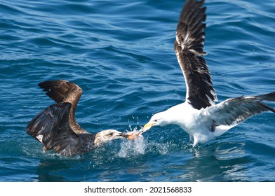 Seagulls Fighting Over Food At Coast Of South Africa 