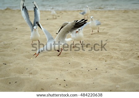 Seagulls are fighting for a piece of bread on the coast. Black Sea.