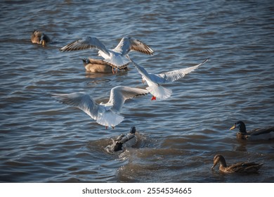 Seagulls in Flight Above Ducks on a Tranquil Lake Surface - Powered by Shutterstock