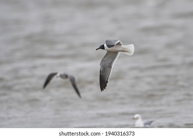 Seagulls In Flight At Cameron Parish Louisiana