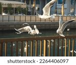 Seagulls in flight on the embankment, close-up. Al qasba canal, Sharjah, UAE