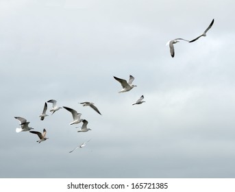 Seagulls In Flight Over The Ocean On The East Coast Of Florida, USA.