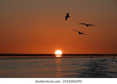 Seagulls floating above sea in the orange-red light of the setting sun - Powered by Shutterstock