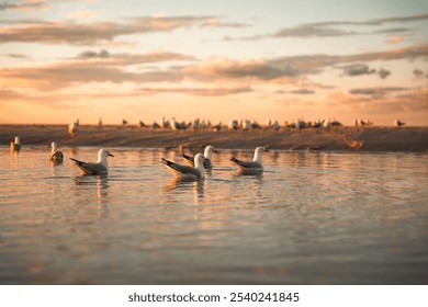 Seagulls Floating on Tranquil Water at Sunset - Powered by Shutterstock