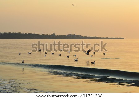 Seagulls flock in calm sea at sunrise, Ravda Resort, Bulgaria