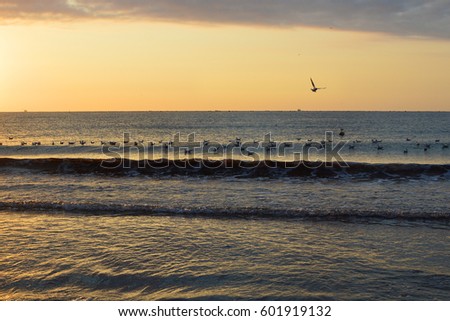 Seagulls flock in the sea at sunrise, fish farm at the horizon