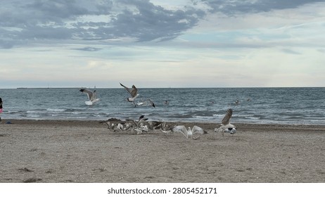 Seagulls flocking on the beach. 