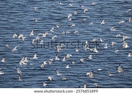 Seagulls flocking over the ocean viewed from above