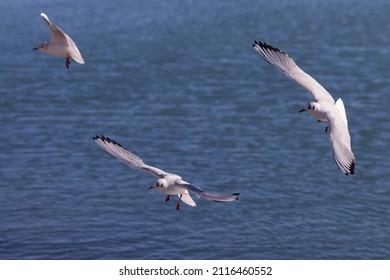 Seagulls fly over the blue water to fishing. Color landscape photo of sea.
