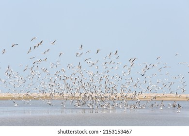 Seagulls fly over lake in Palmarin, Senegal, Africa. African landscape, scenery, nature. Senegalese nature, bird. Reserve in Senegal, Africa. Bird migration. Many wild seagulls. Atlantic ocean, sea - Powered by Shutterstock