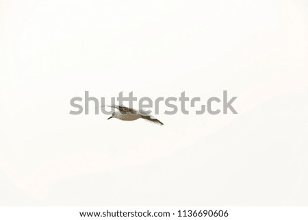 Similar – Image, Stock Photo Crane flying over a field in front of a group of trees