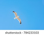 seagulls flying / seagulls