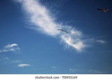 seagulls flying 