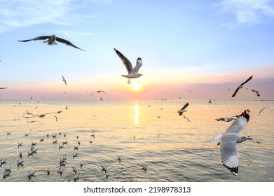 seagulls flying above the sea at beautiful sunset time with a twilight scene