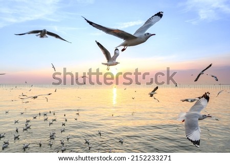 seagulls flying above the sea at beautiful sunset time with a twilight scene