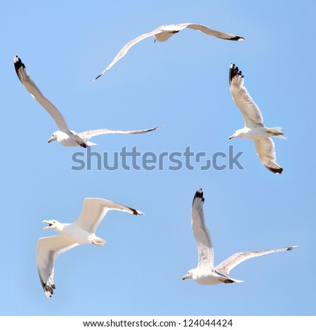 Seagulls flying among blue sky