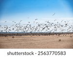 Seagulls flying at the beach of Skagen, Denmark