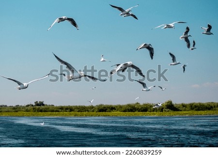 Seagulls flying behind the boat looking for fresh fish. Wildlife nature in Danube delta.