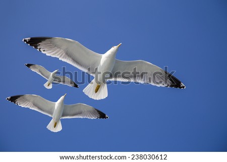 Similar – flugmöwen Natur Luft