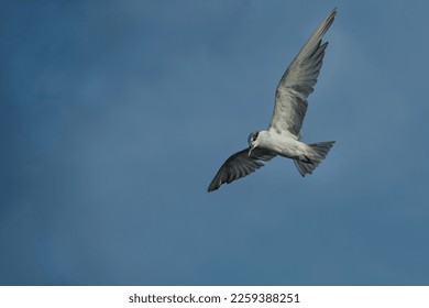 Seagulls are flying in the blue sky. - Shutterstock ID 2259388251