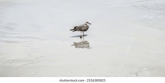 Seagulls flying in the blue sky, playing, standing on the shore of Atlantic Ocean, golden sand is reflecting the birds, white fluffy clouds, beautiful background, Florida, tranquil waves - Powered by Shutterstock