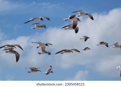 Seagulls Flying with Blue Sky and White Clouds; Progreso, MX - Shutterstock ID 2305458121