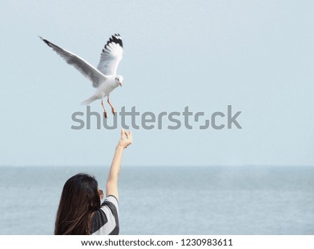 Seagulls are flying Eat the food in the girl's hand.