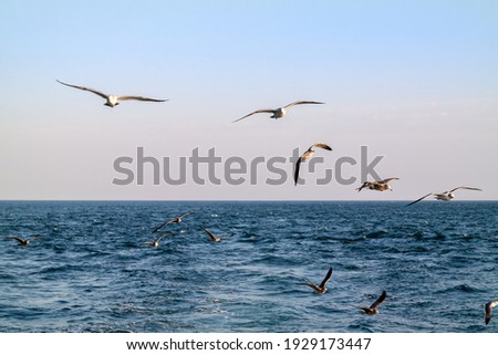 Seagulls flying freely over the blue sea.