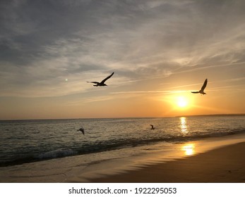 Seagulls flying in front of sunset
