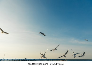 Seagulls flying high in the wind against the blue sky and white clouds, a flock of white birds. 