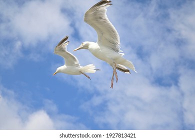 seagulls flying in light blue sky