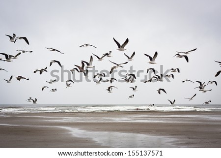 Seagulls flying on a rainy day