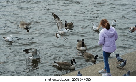 The seagulls flying on the river for the food fed by the people
 - Powered by Shutterstock