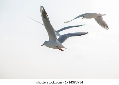 Seagulls Flying Over The City. Wings Of  Birds. 