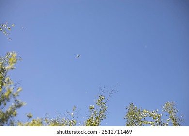 Seagulls flying over the lake. Birds in the sky. Seagulls in the wild. Summer landscape with birds. - Powered by Shutterstock