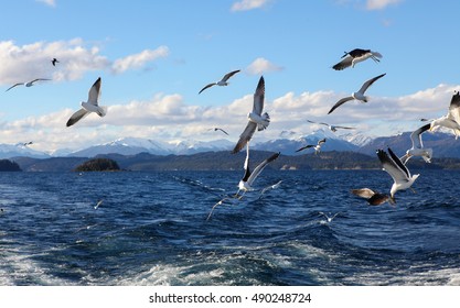 seagulls flying over the lake in southern Argentina, Bariloche