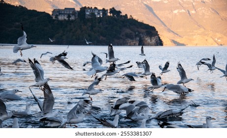 The seagulls flying over Lugu Lake under the sunset are so romantic. - Powered by Shutterstock