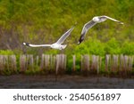 A seagulls flying over a mangrove forest 