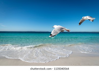 Seagulls flying over pristine Hyams Beach Jervis Bay Australia