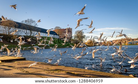 Seagulls Flying over the Promenade in the City Center of Kolding, Denmak
