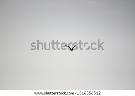Similar – Image, Stock Photo Raabe in flight raven Bird