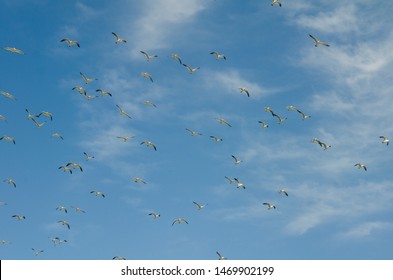 Seagulls Flying Over Ulleungdo South Korea - Shutterstock ID 1469902199