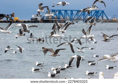 
Seagulls flying in the sea and in the background a floating dock