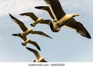 Seagulls flying in the sky in the city of Weihai, China - Shutterstock ID 1449555587