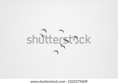 Similar – 36 Vogel Vogelschwarm